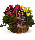 Blooming Garden Basket Cottage Florist Lakeland Fl 33813 Premium Flowers lakeland